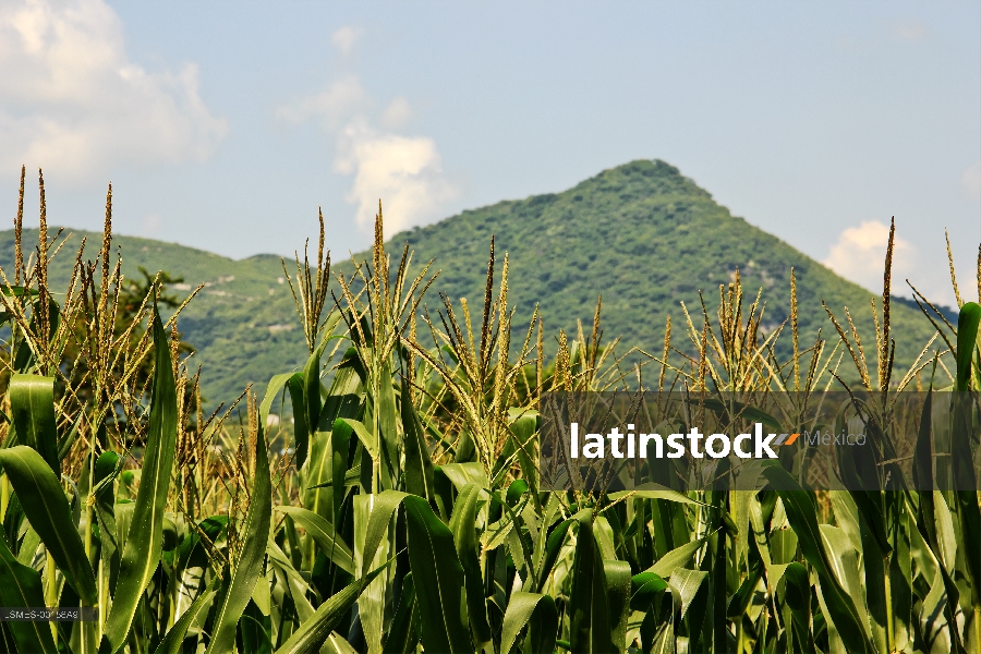 Cultivo de maíz