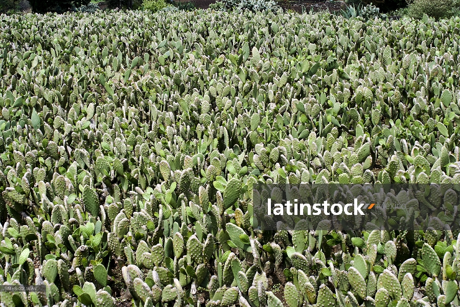 Milpa Alta,nopales