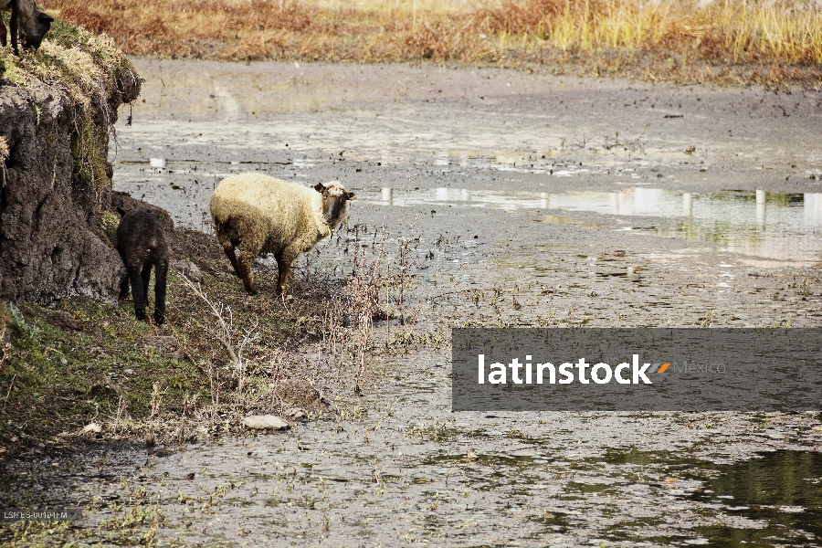 Borrego, Orilla Presa