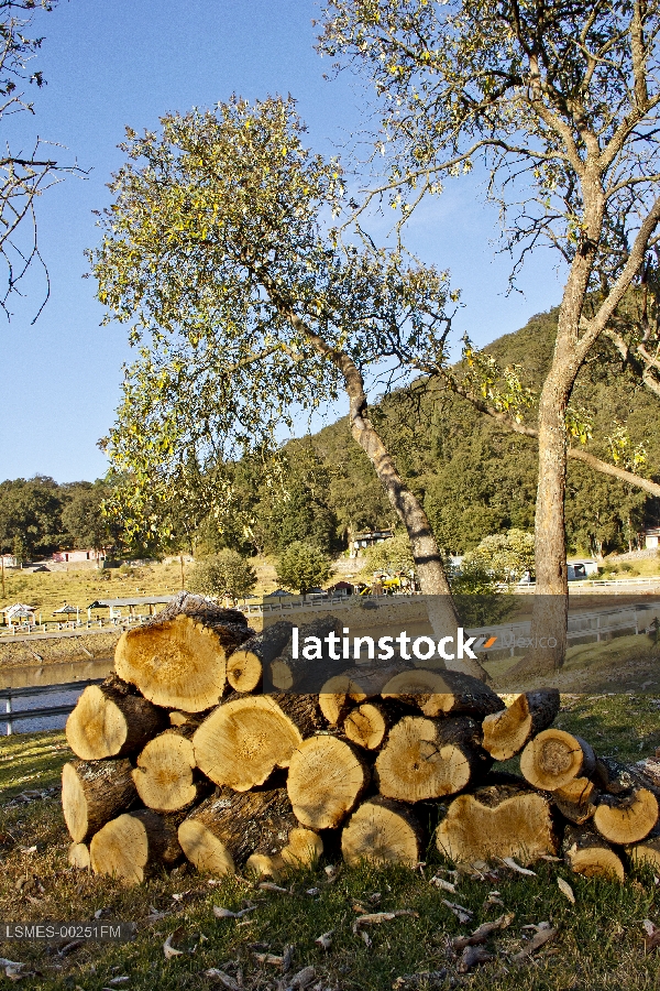 Troncos, madera leña