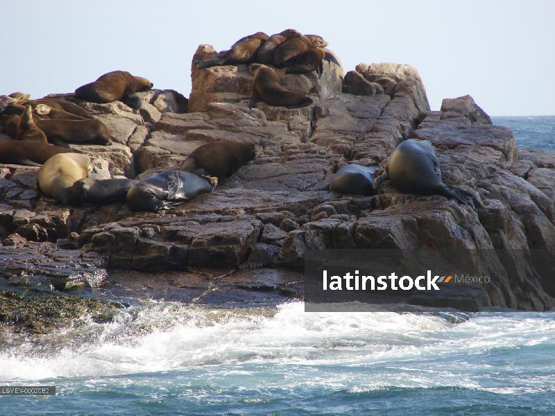 Puerto Balandra-los cabos- lobo de mar,