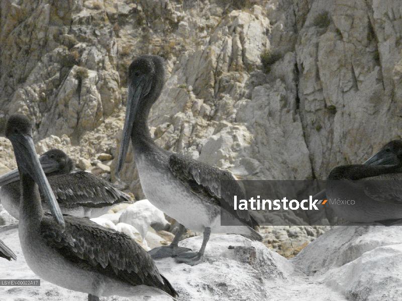 Puerto Balandra-los cabos- pelicano