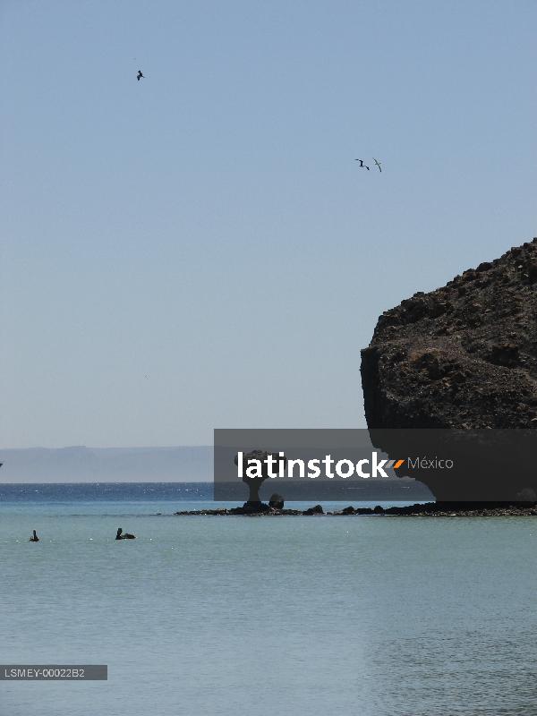 Puerto Balandra-los cabos- pelicano