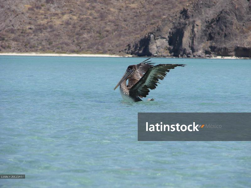 Puerto Balandra-los cabos- pelicano