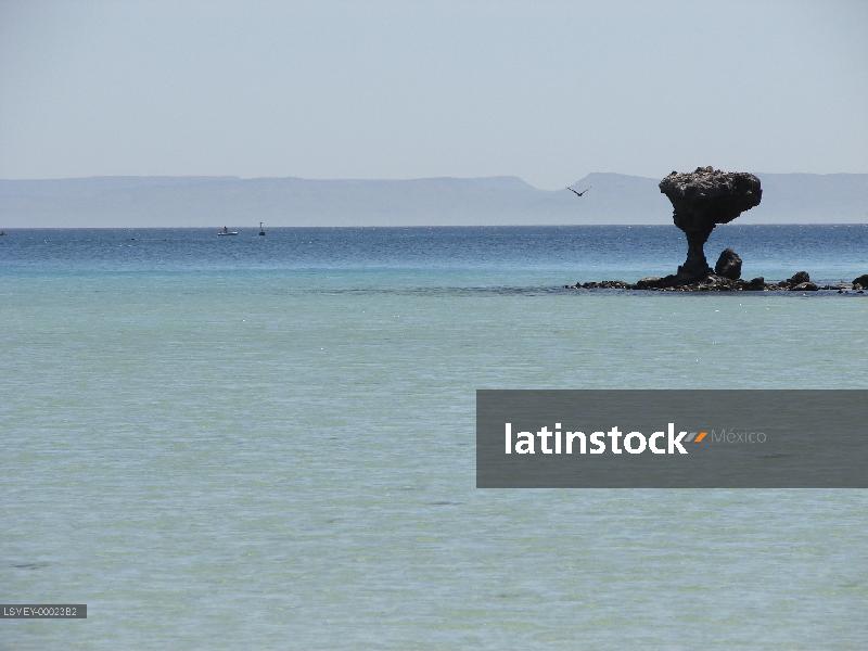 Puerto Balandra-los cabos- pelicano