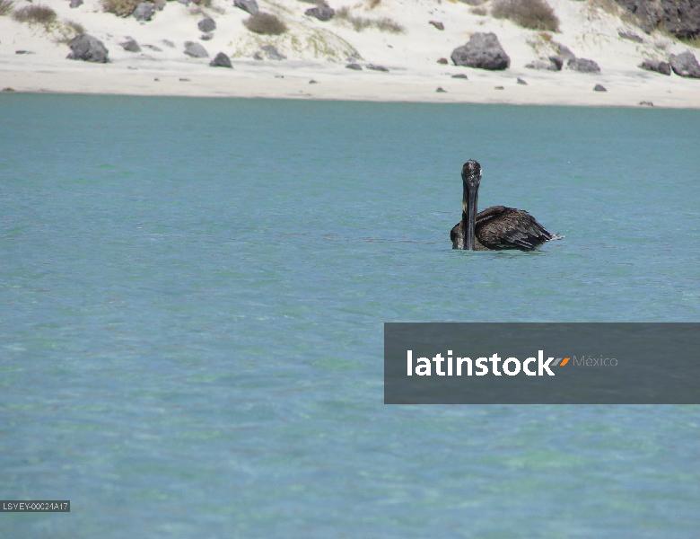 Puerto Balandra-los cabos- pelicano