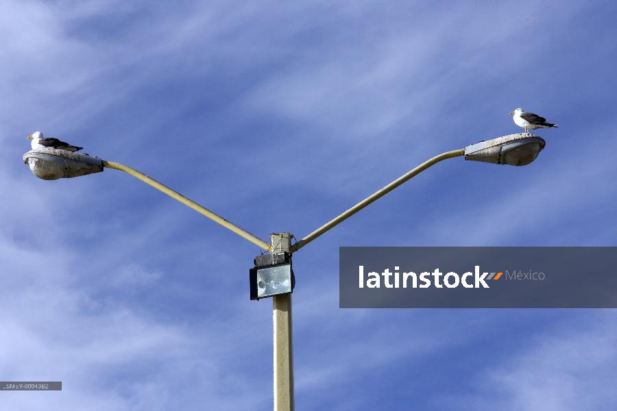 gaviotas sobre luminarias