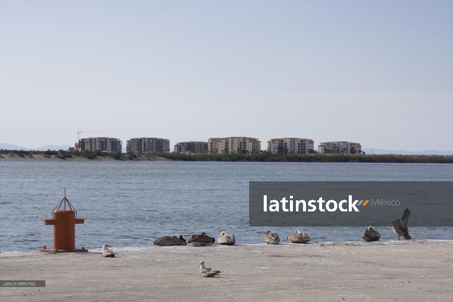 Isla el mogote