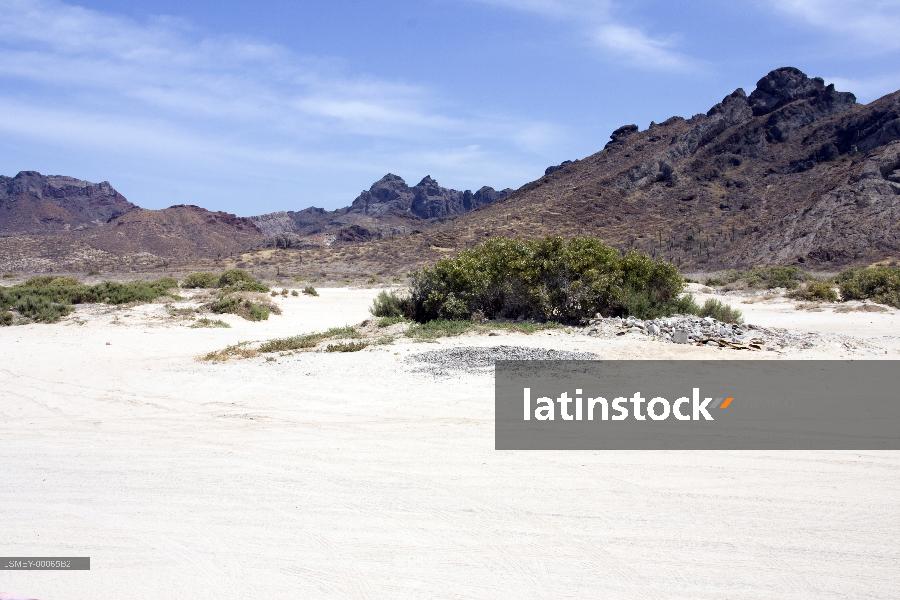 Isla Tecolote