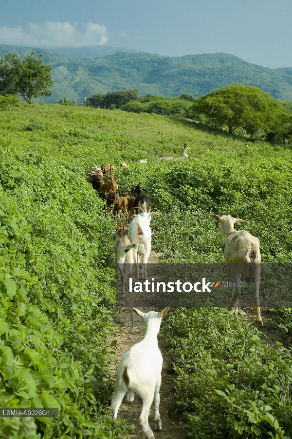 Oaxaca,cabras en campo