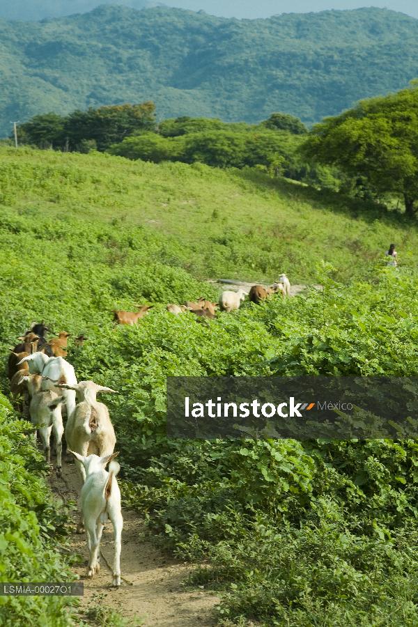 Oaxaca,cabras en campo
