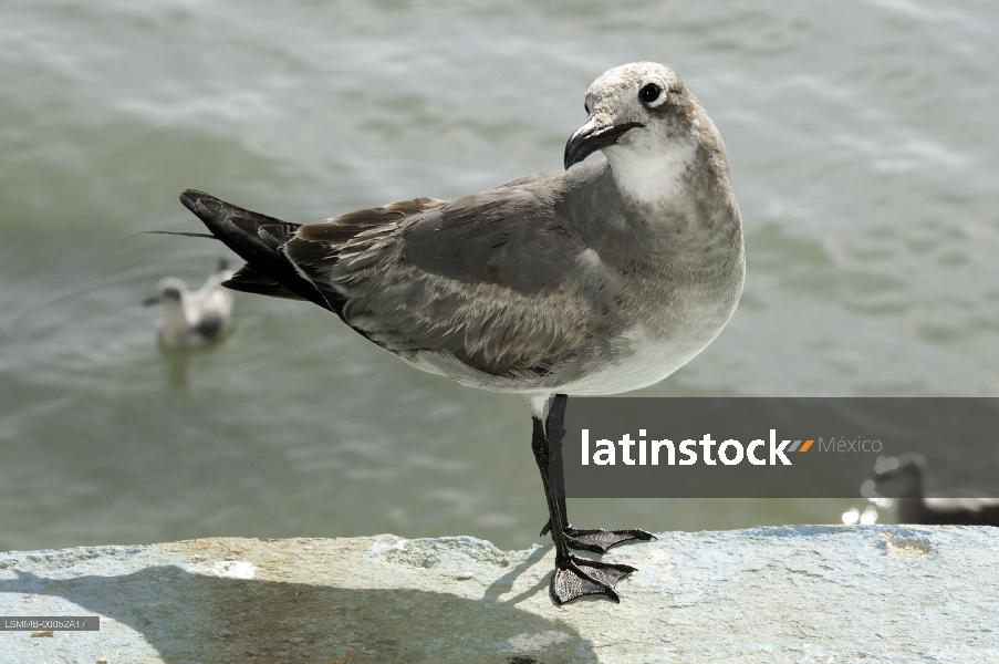 gaviota,aves