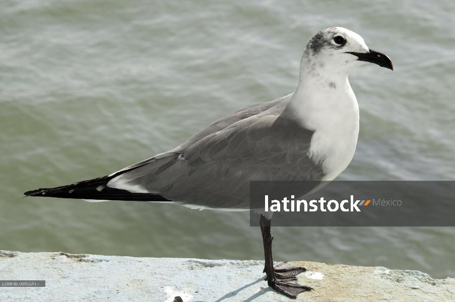 gaviota,aves