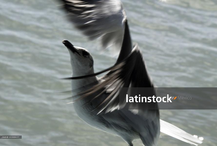 gaviota,Ciudad del carmen