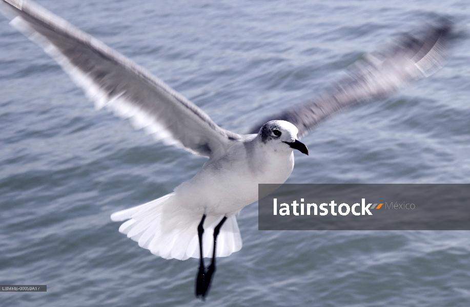 gaviota,Ciudad del carmen