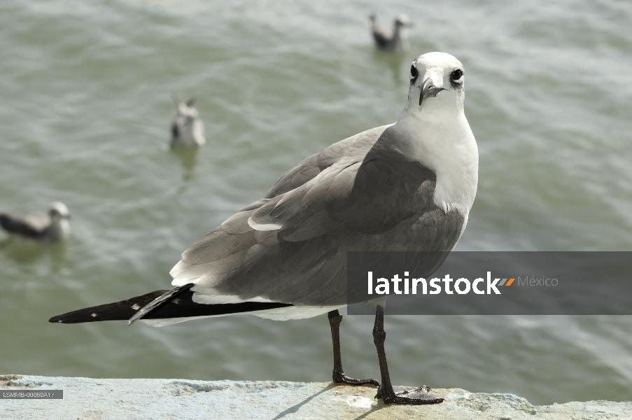 gaviota,Ciudad del carmen