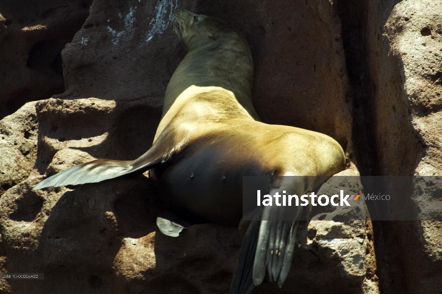 lobo marino,La Paz