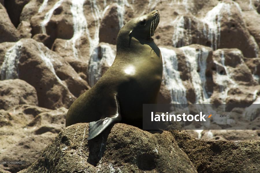 lobo marino,La Paz