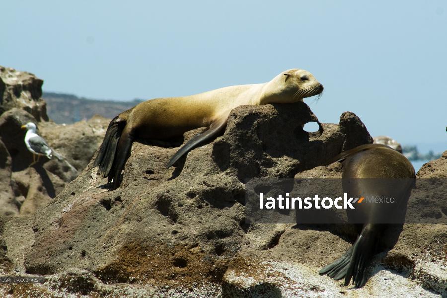 lobo marino,La Paz