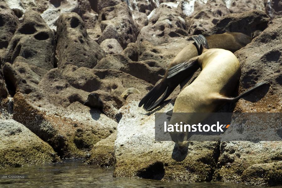 lobo marino,La Paz
