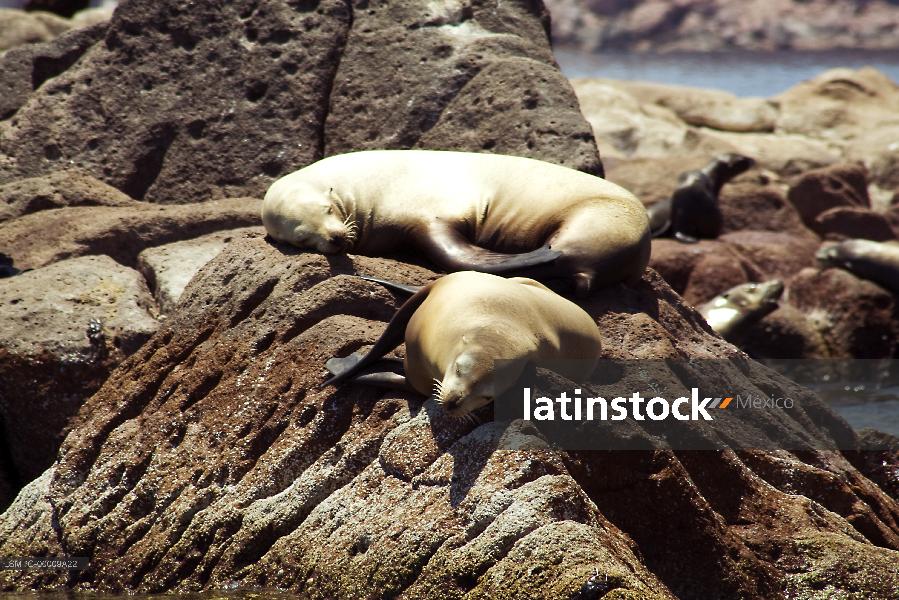 lobo marino,La Paz