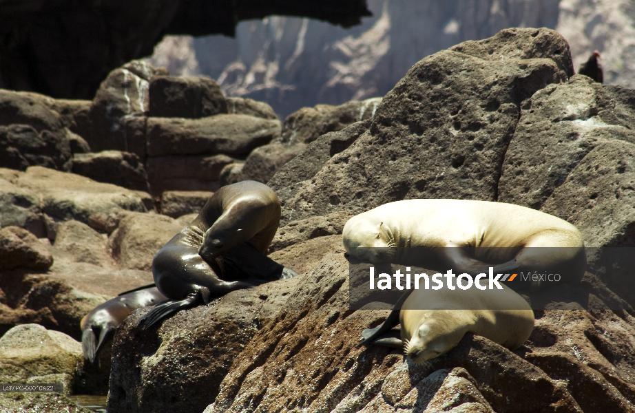 lobo marino,La Paz