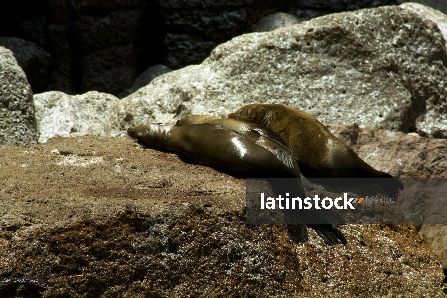 lobo marino,La Paz