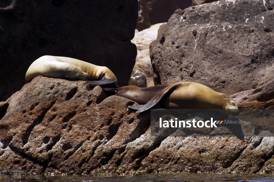 lobo marino,La Paz