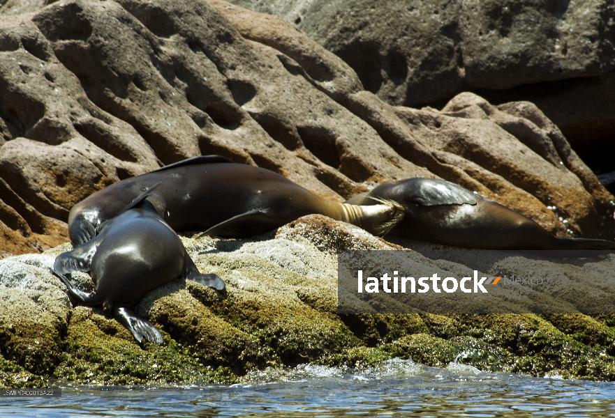 lobo marino,La Paz