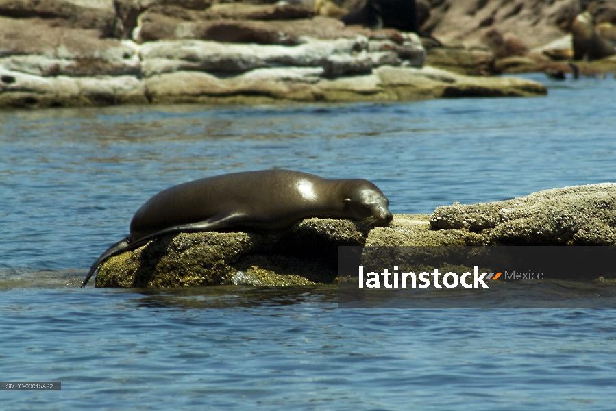 lobo marino,La Paz