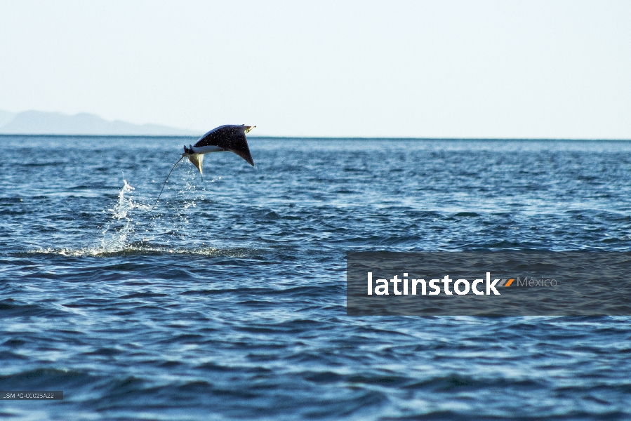 Móbulas,Mantarraya,