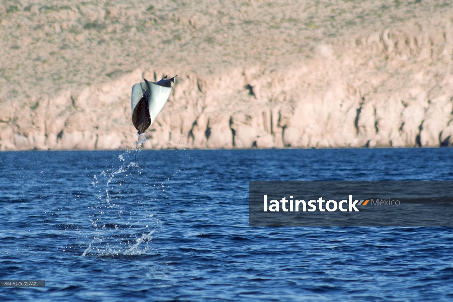 Móbulas,Mantarraya,