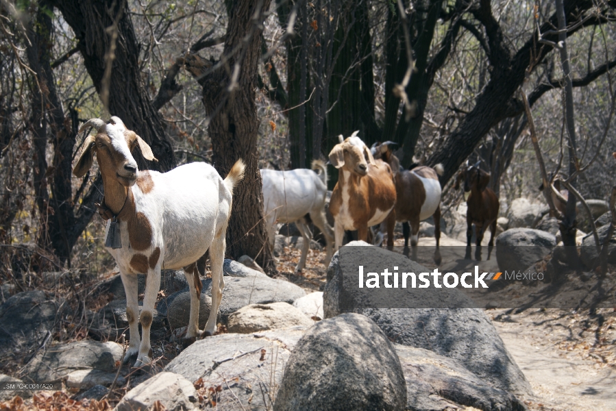 cabras