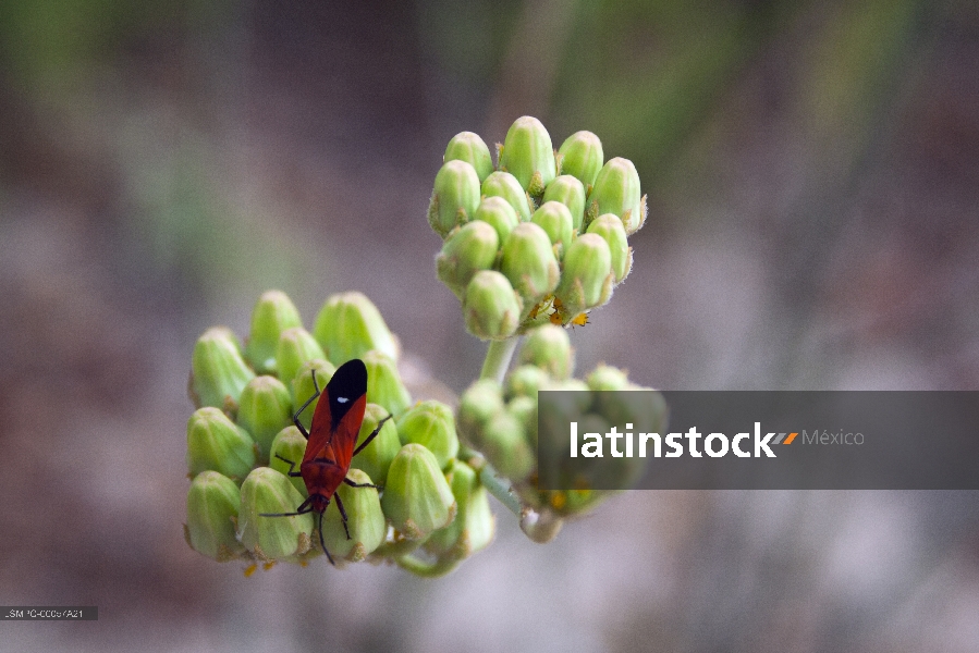 Insecto