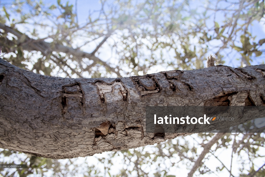 Amor, manglar, Baja California Sur
