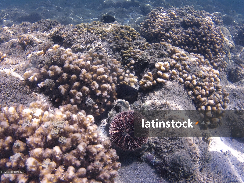 Arrecife en Ensenada de Muertos, Baja California Sur