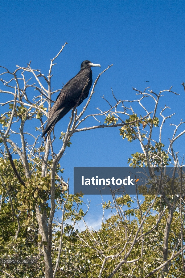 Tijereta, Ave marina, Baja California Sur