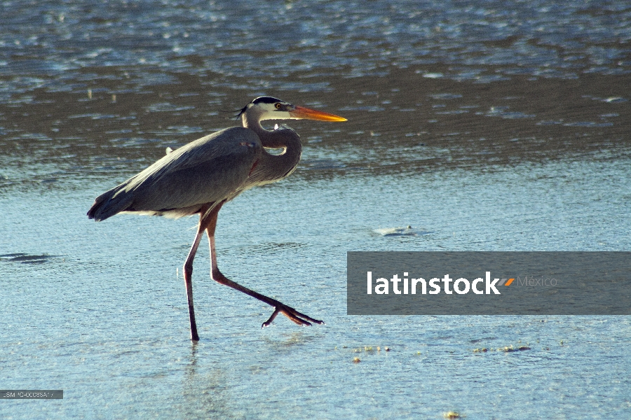 garza,baja california sur
