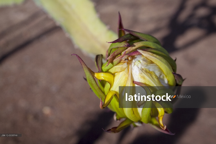 flor, Baja California Sur