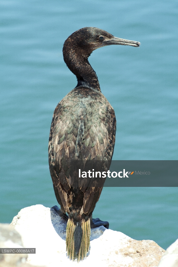 Pato