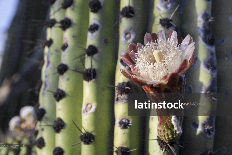flor, Baja California Sur