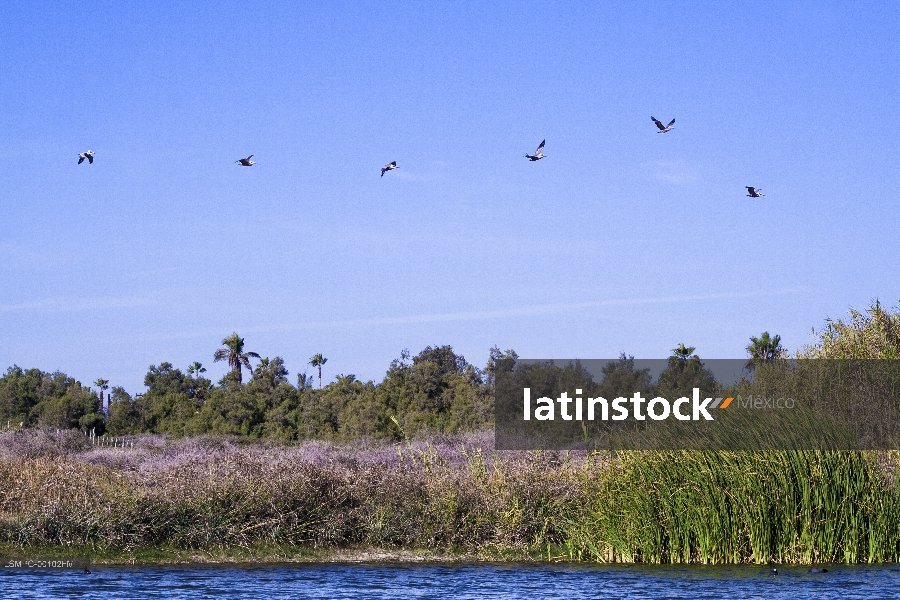 Estero, Todos Santos