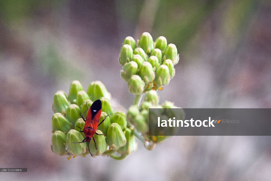 Santa Rita, Sierra la Laguna