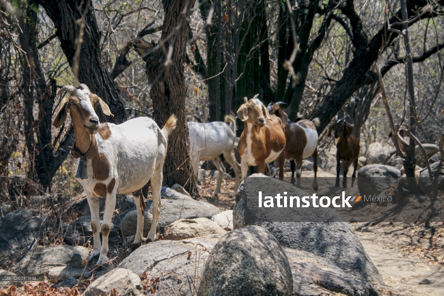 cabras, Sierra la Laguna
