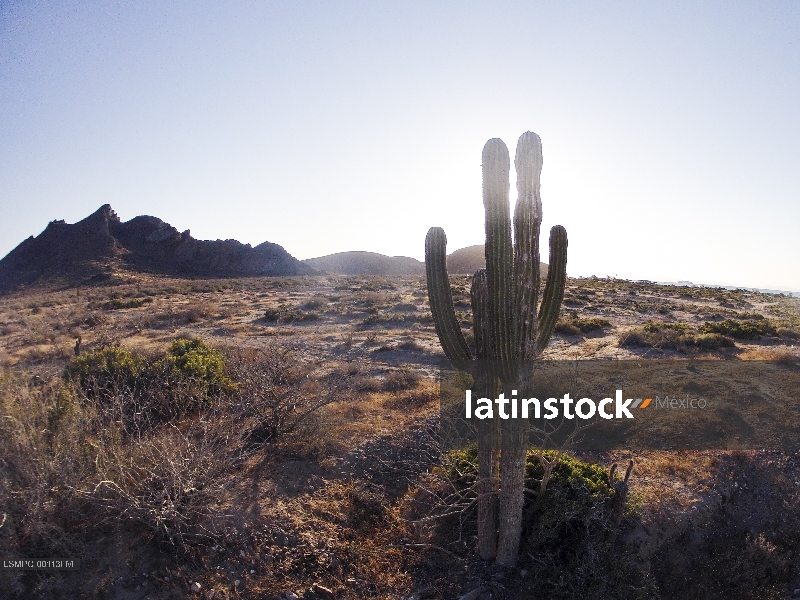 Cactus, Baja California Sur