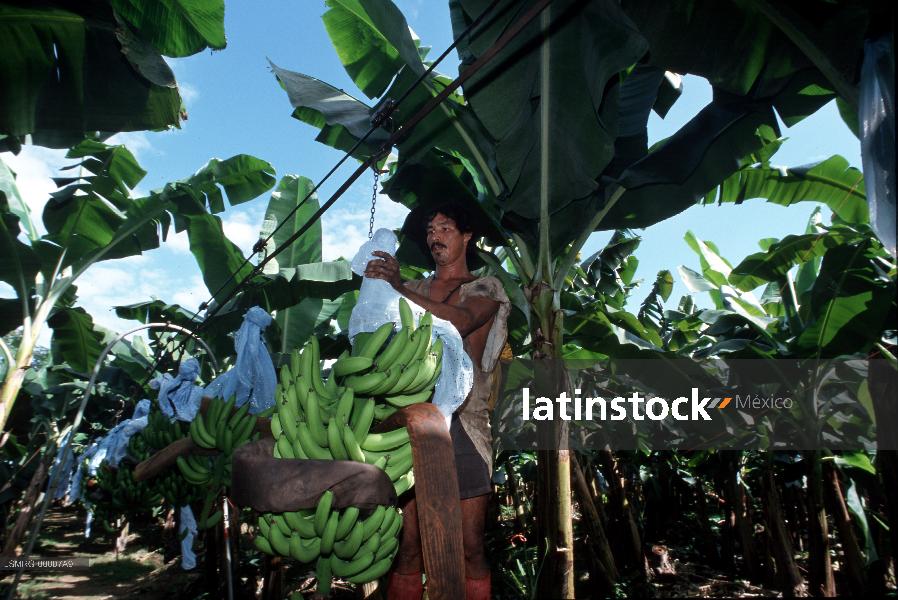 Agricultura, sembradío