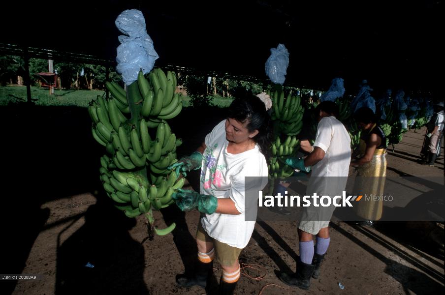 Agricultura, sembradío