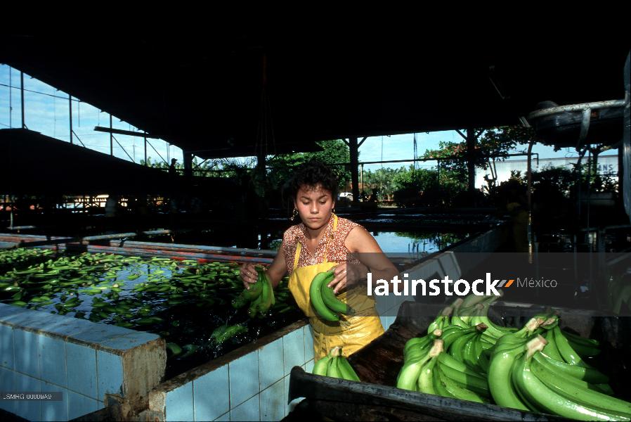 Agricultura, sembradío