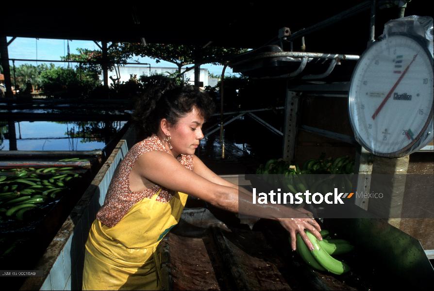 Agricultura, sembradío