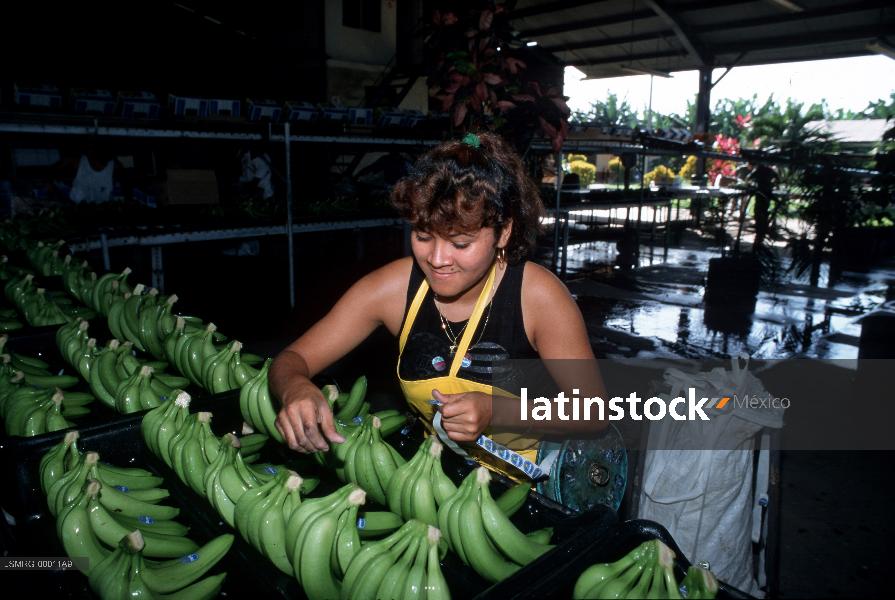 Agricultura, sembradío